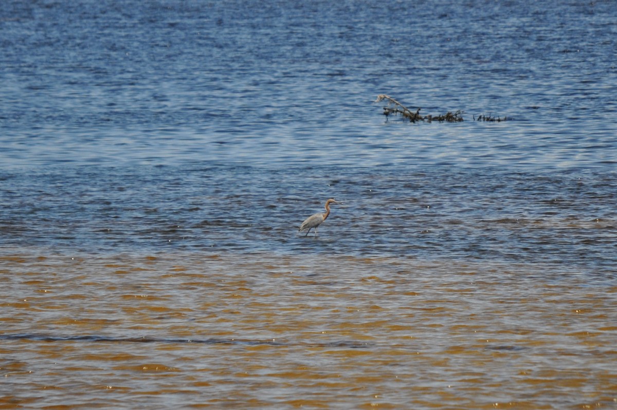 Reddish Egret - ML641512886