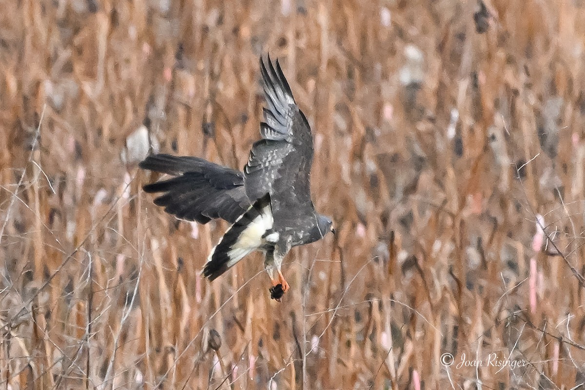 Snail Kite - ML641512889