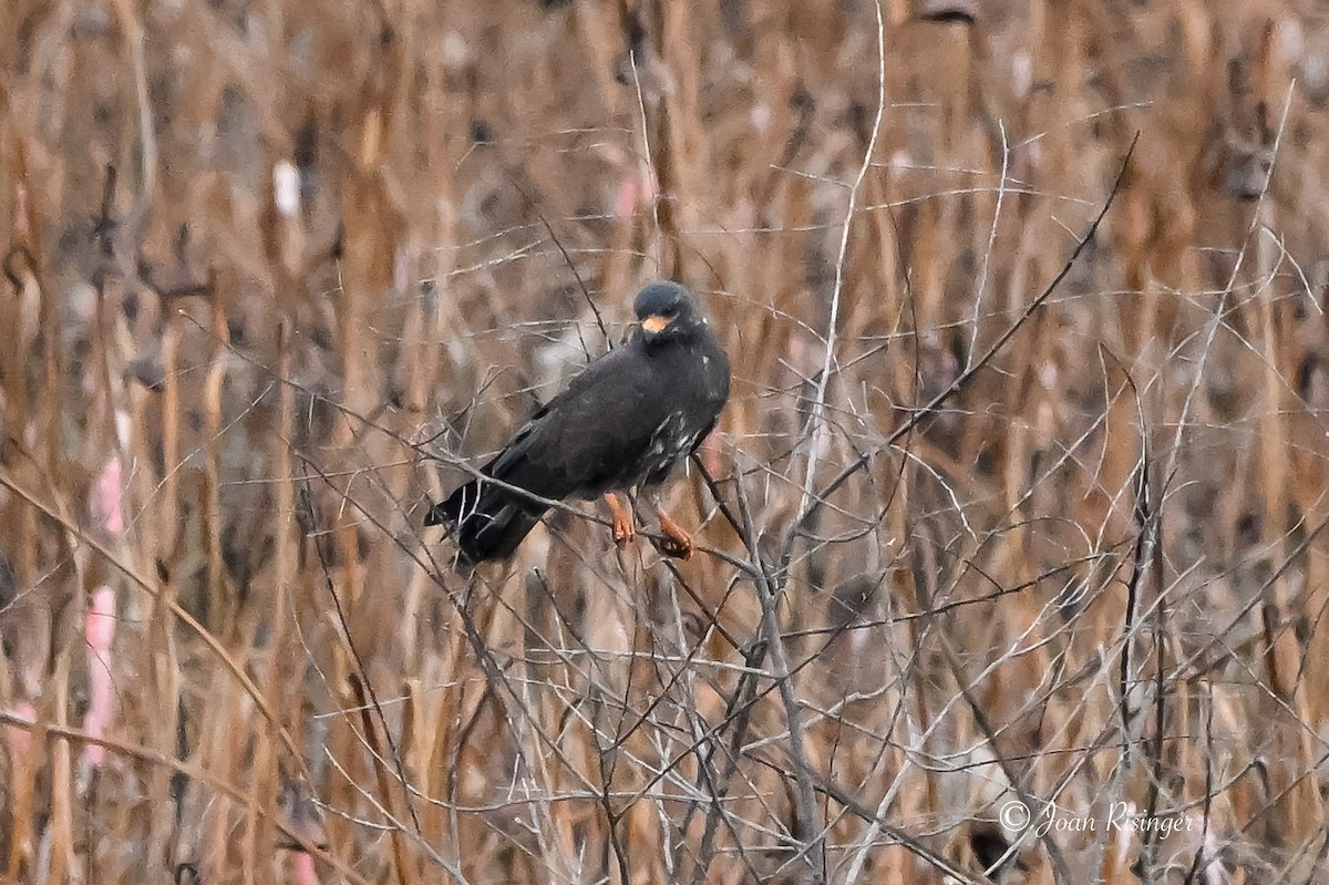 Snail Kite - ML641512890