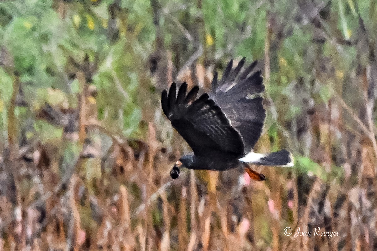 Snail Kite - ML641512891