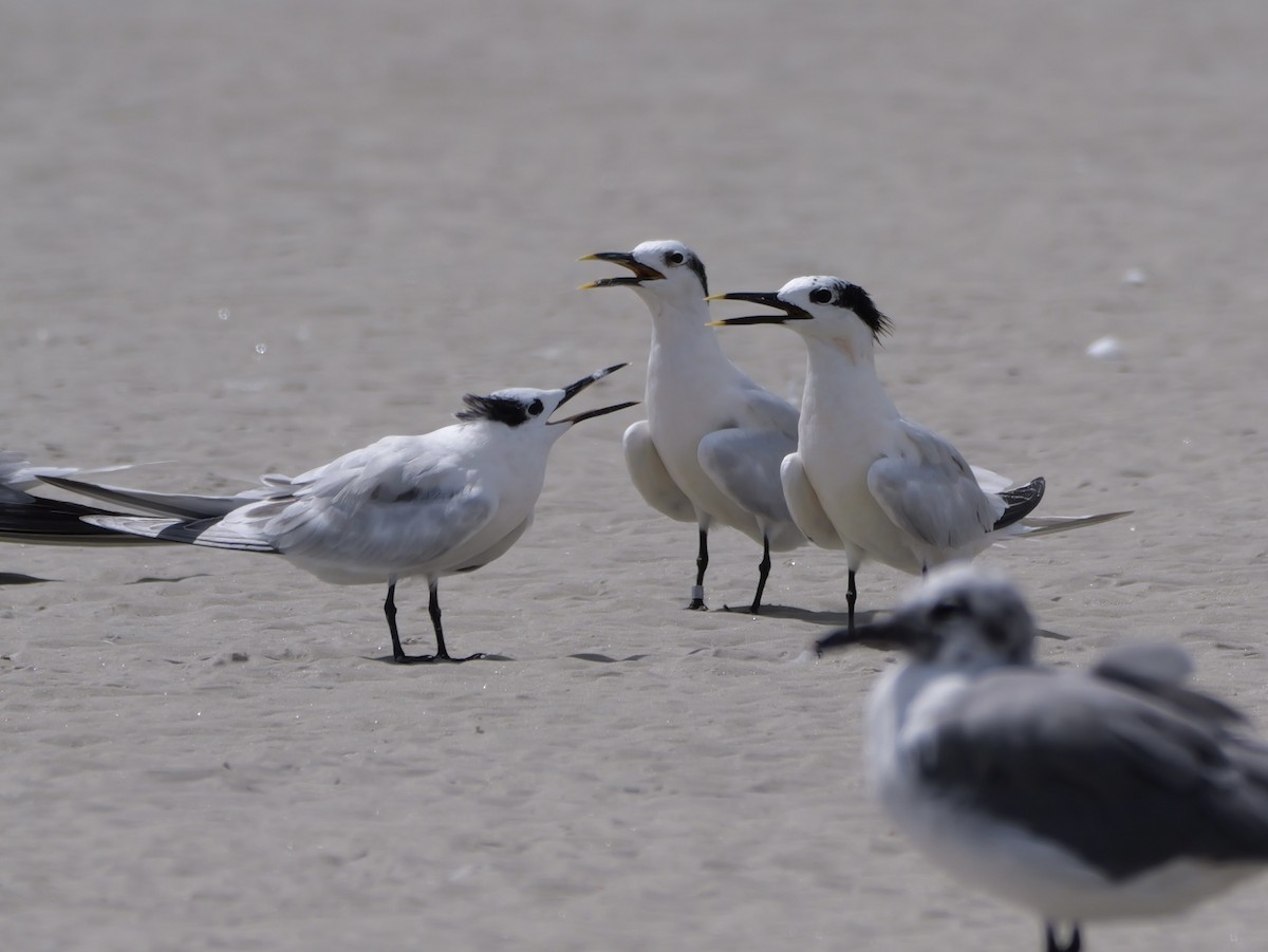 Sandwich Tern (Cabot's) - ML641512896