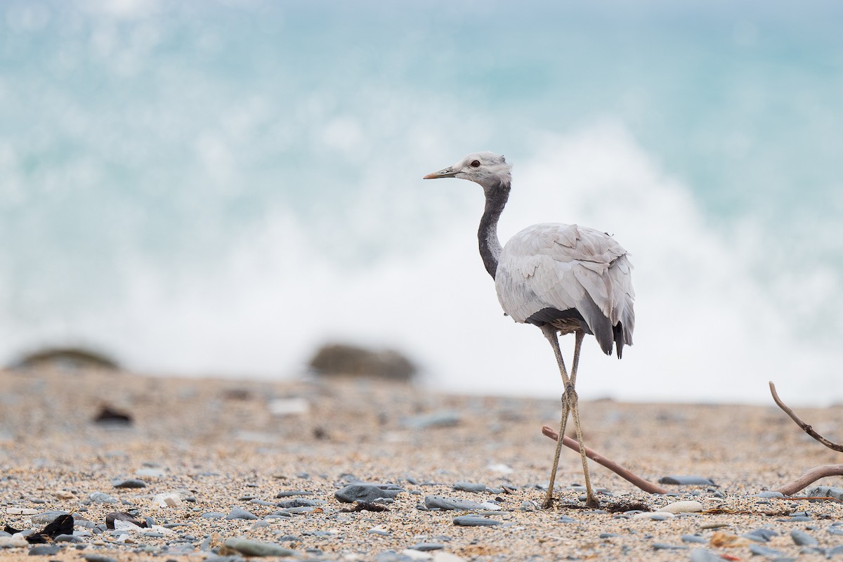 Demoiselle Crane - ML641512908