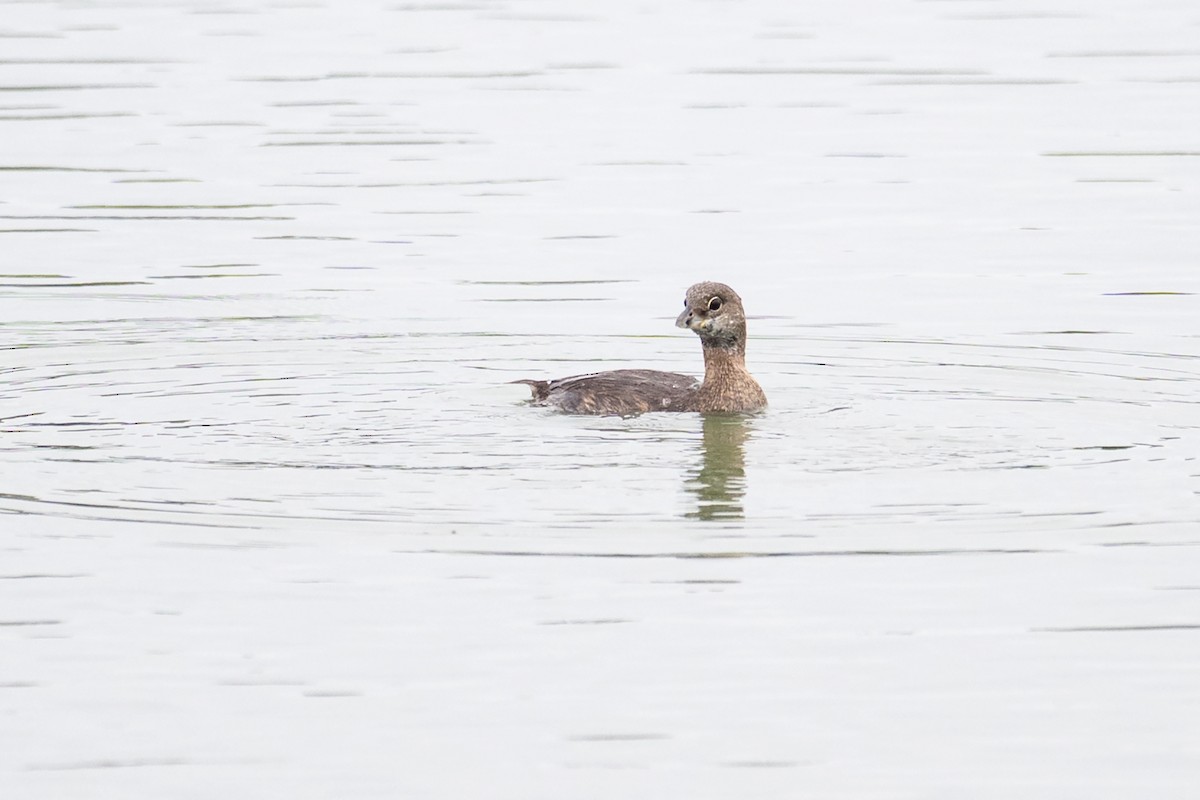 Pied-billed Grebe - ML641512938