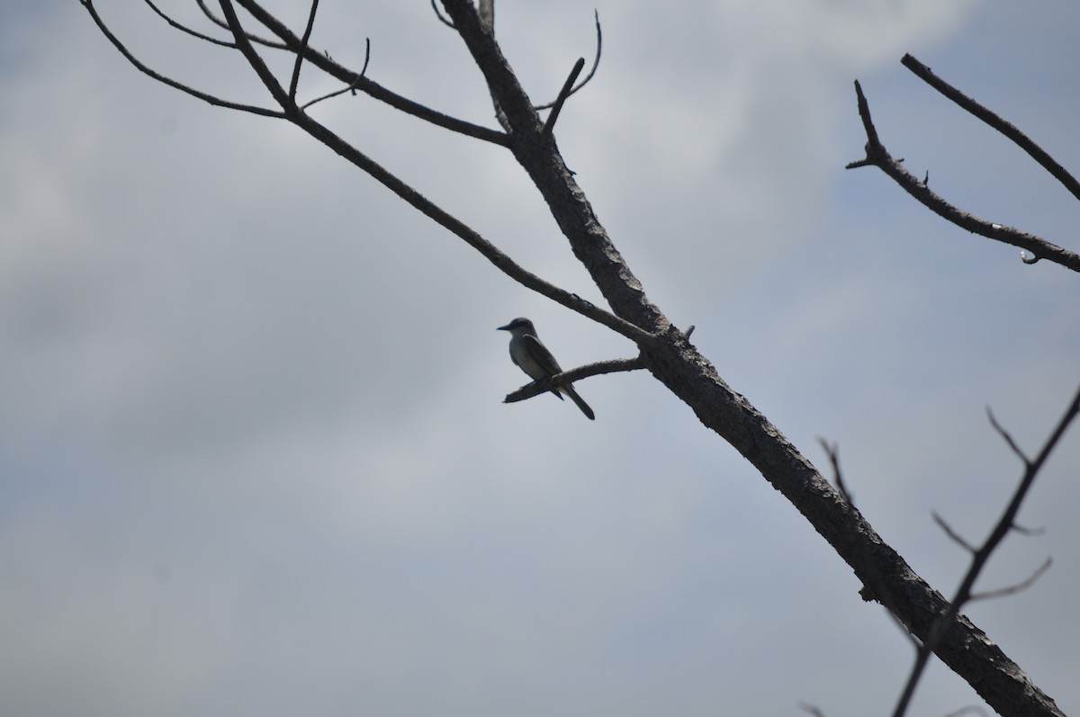 Gray Kingbird - ML641512946