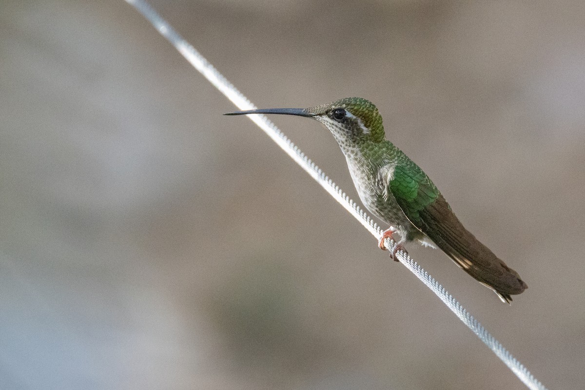 Rivoli's Hummingbird - ML641512947