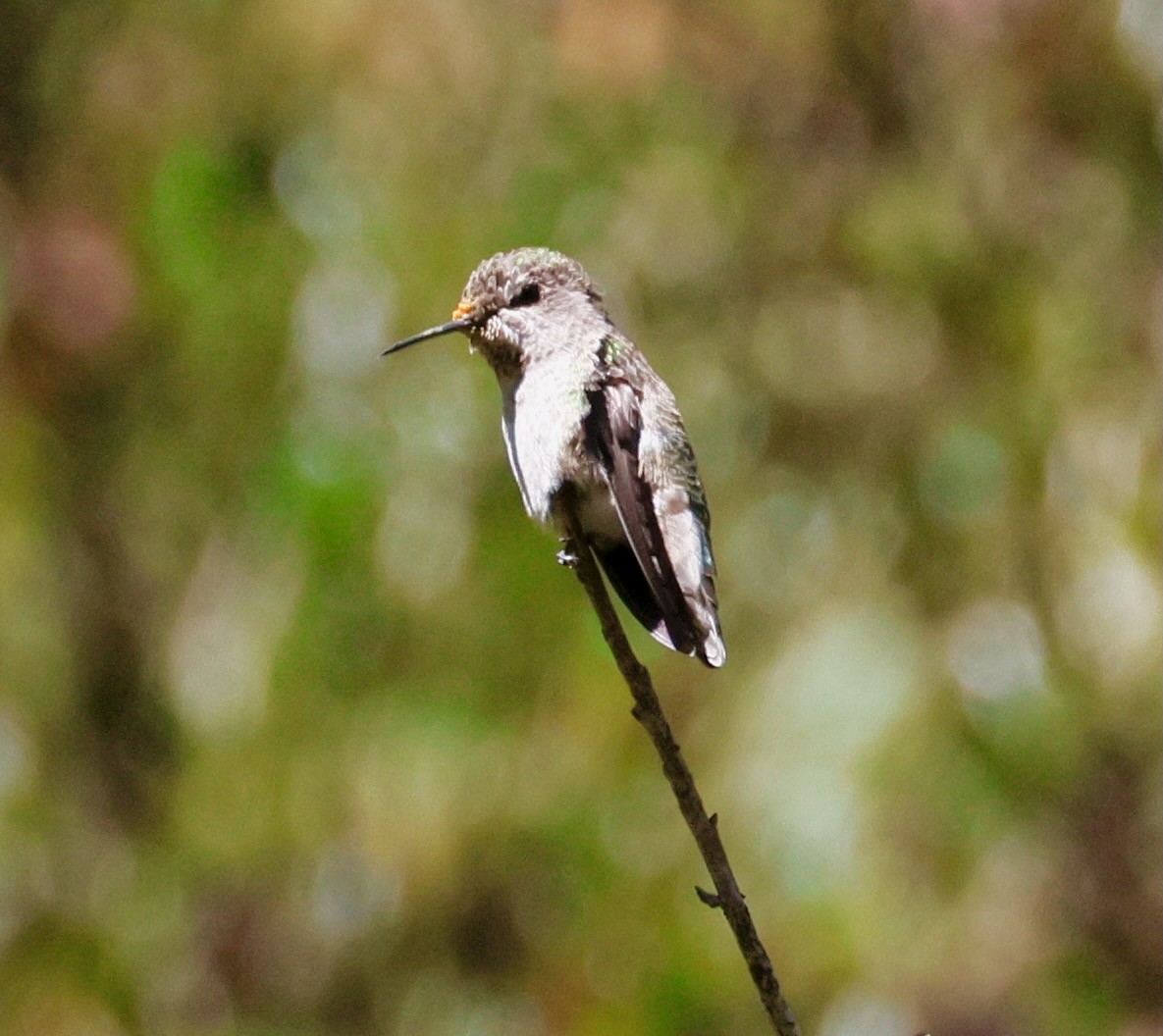 Anna's Hummingbird - ML641513004
