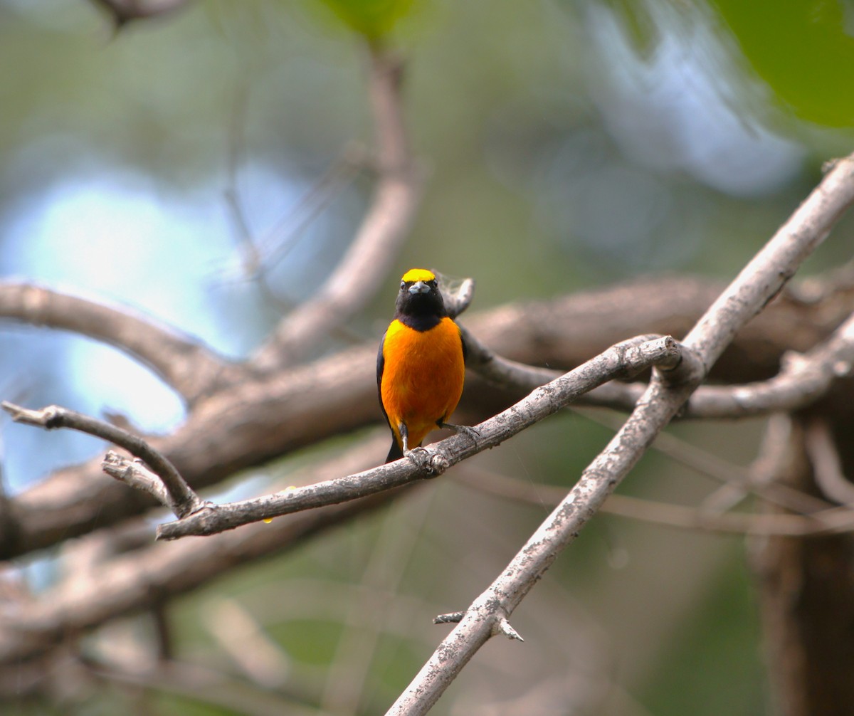 Orange-crowned Euphonia - ML641513005