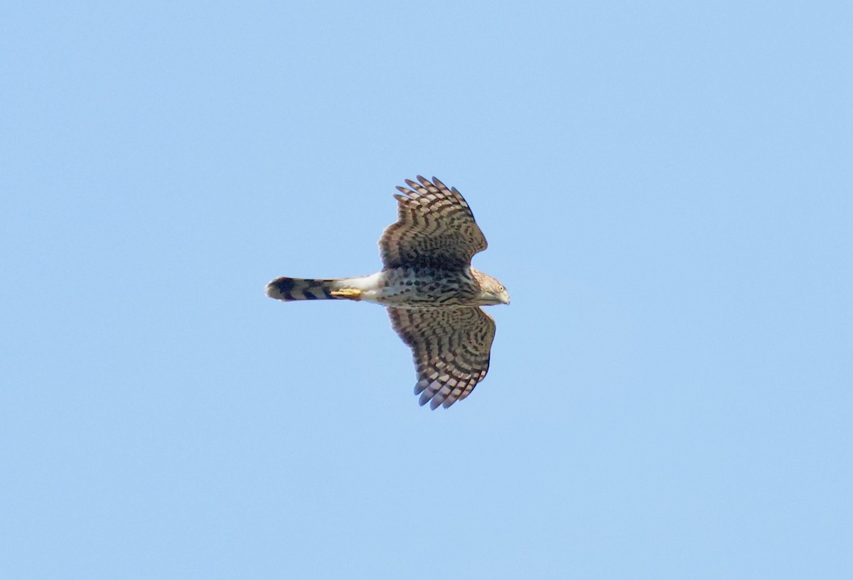Cooper's Hawk - ML641513008