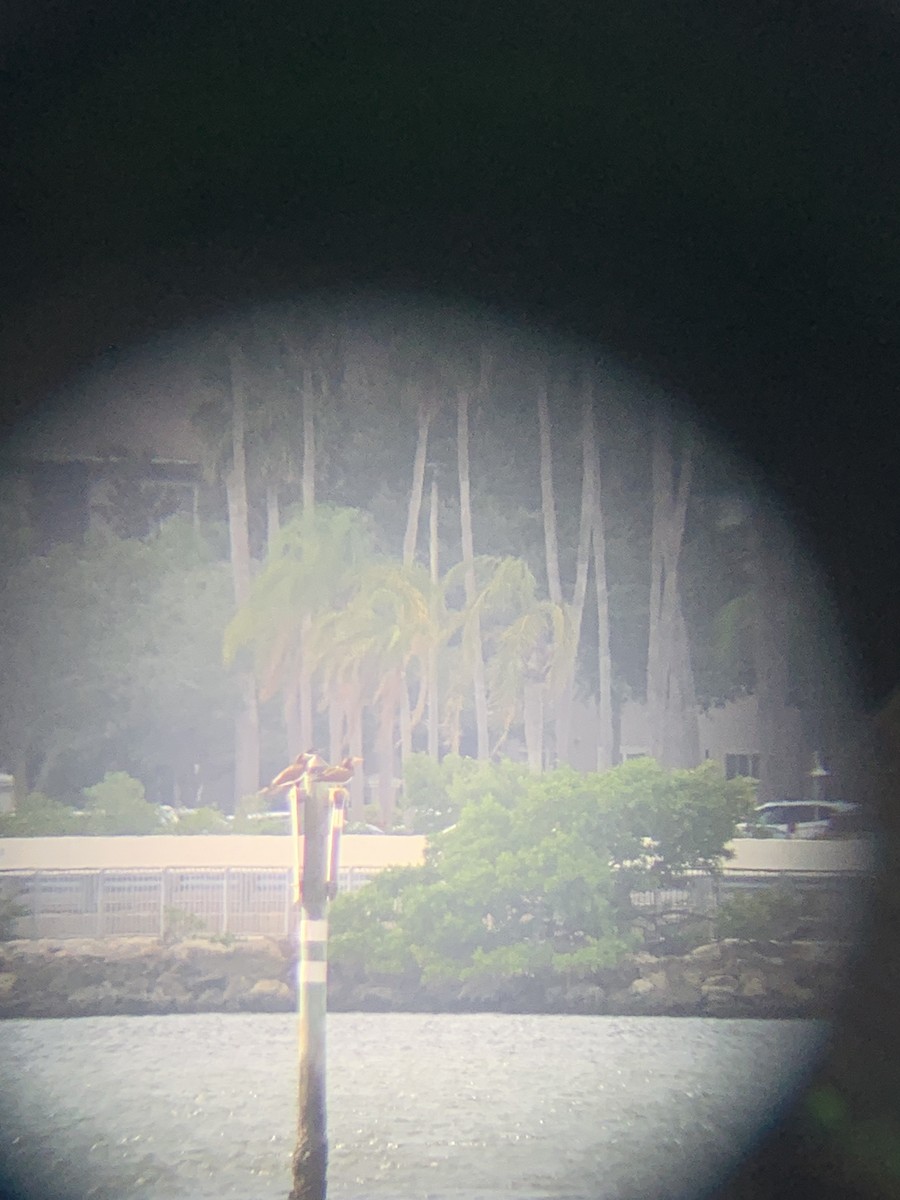 Brown Booby - ML641513013