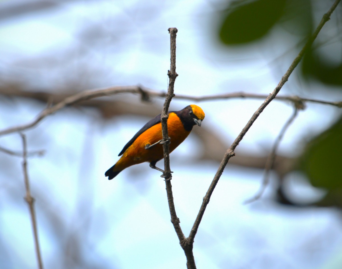 Orange-crowned Euphonia - ML641513021