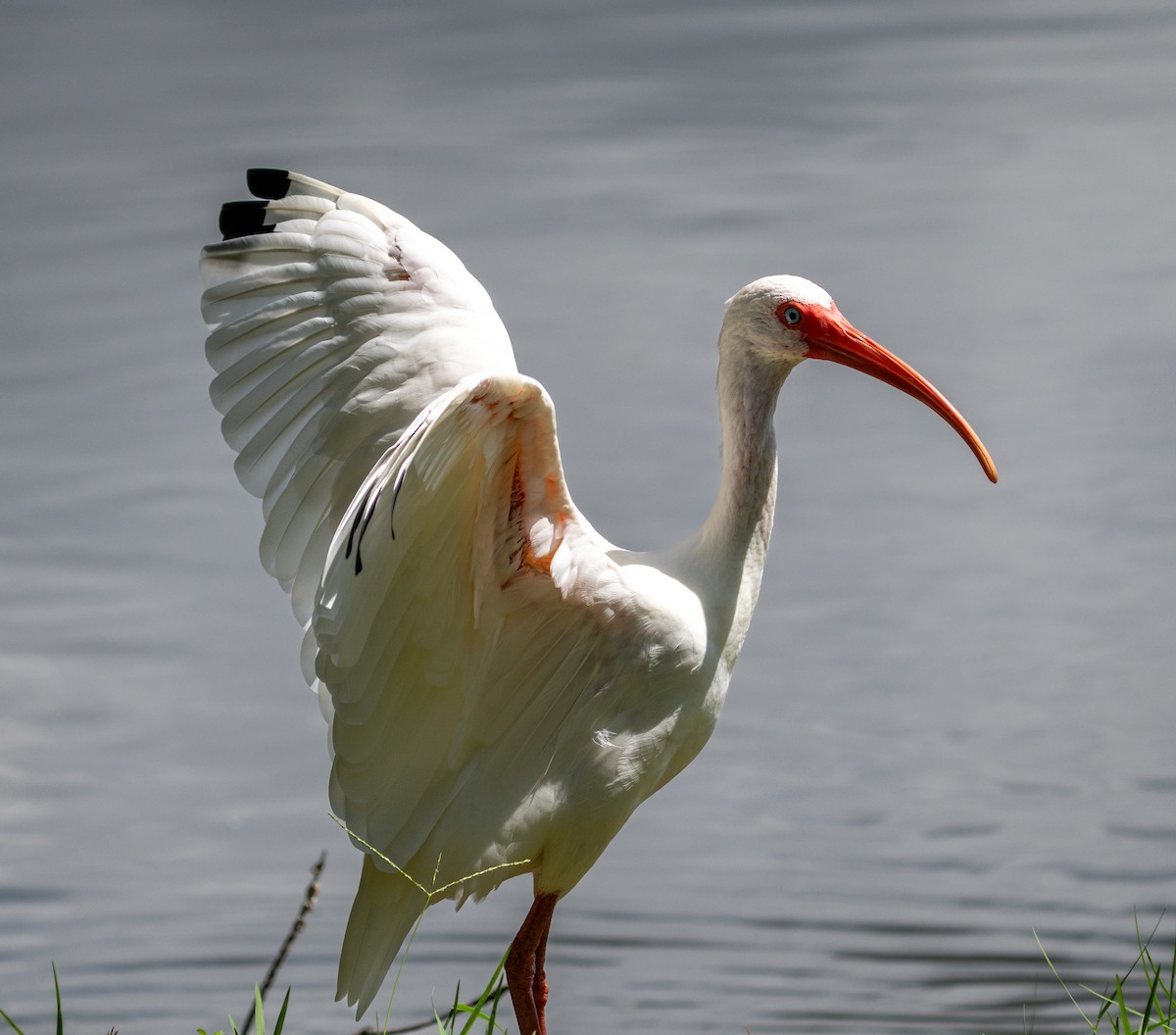 White Ibis - ML641513031