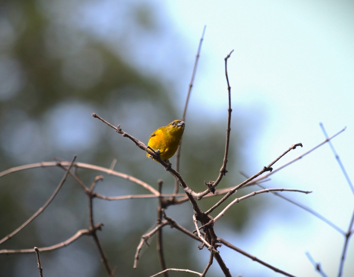 Orange-crowned Euphonia - ML641513033