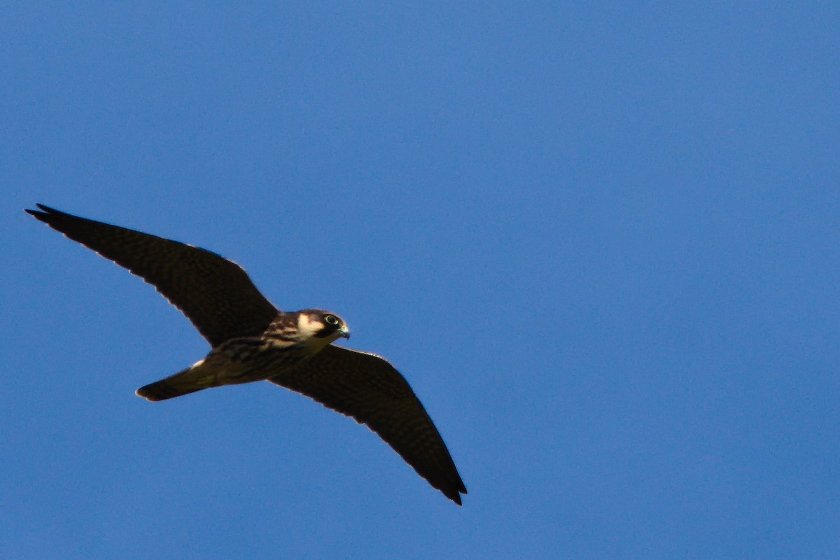 Eurasian Hobby - ML641513055