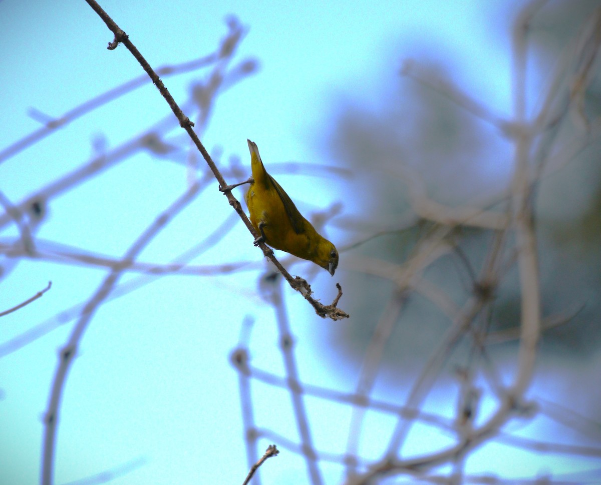 Orange-crowned Euphonia - ML641513063