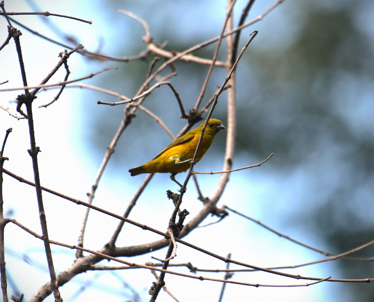 Orange-crowned Euphonia - ML641513092
