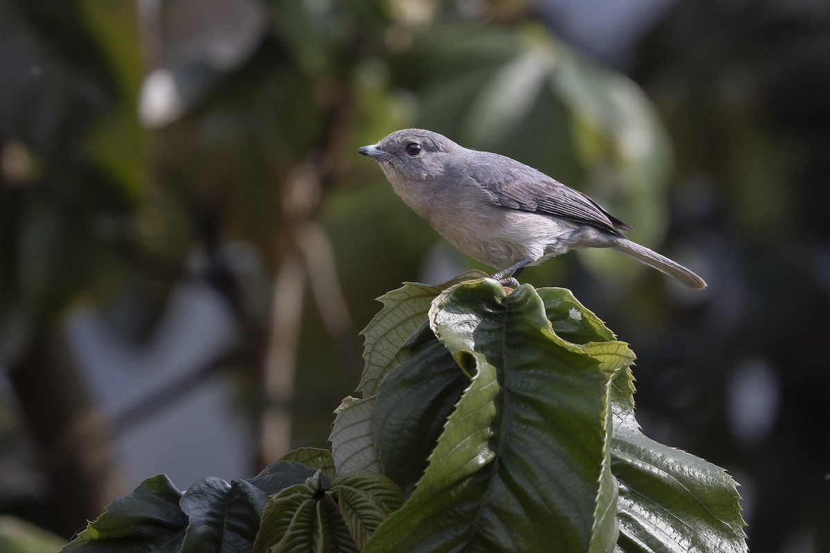 White-eyed Slaty-Flycatcher - ML641513099