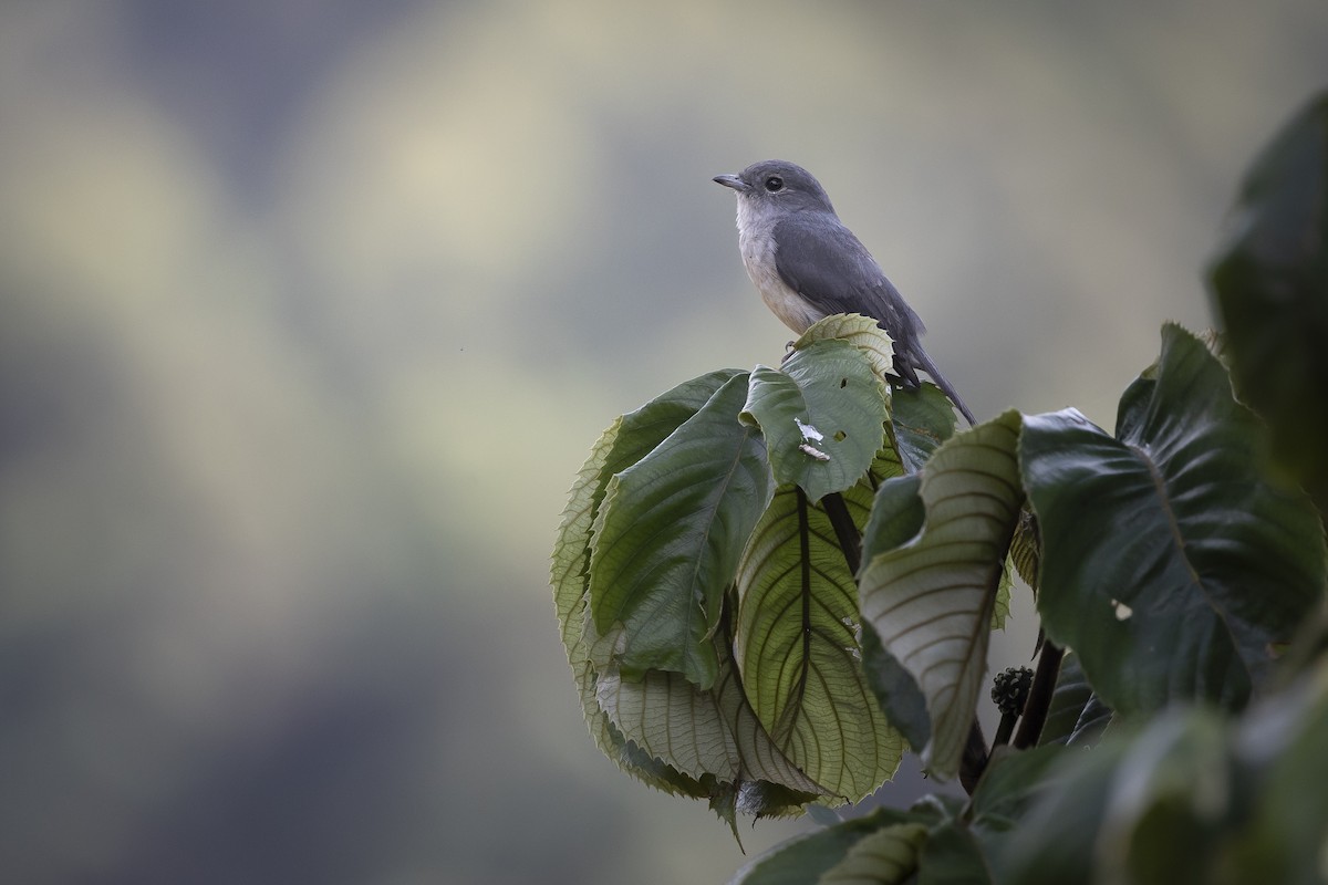 White-eyed Slaty-Flycatcher - ML641513100