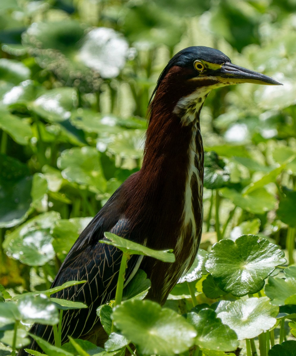 Green Heron - ML641513111