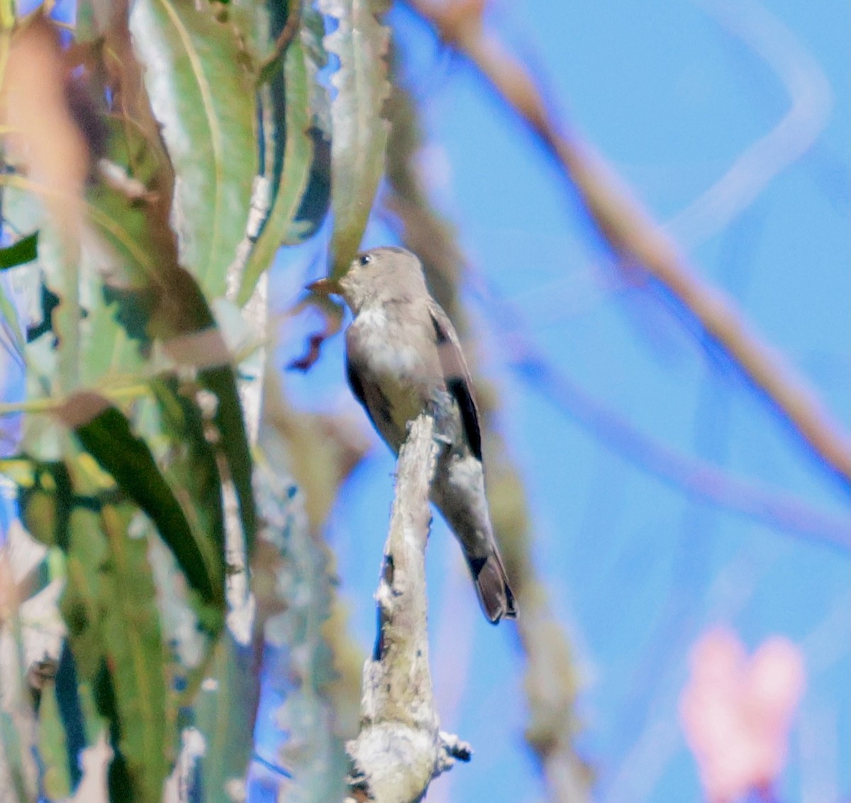 Olive-sided Flycatcher - ML641513148