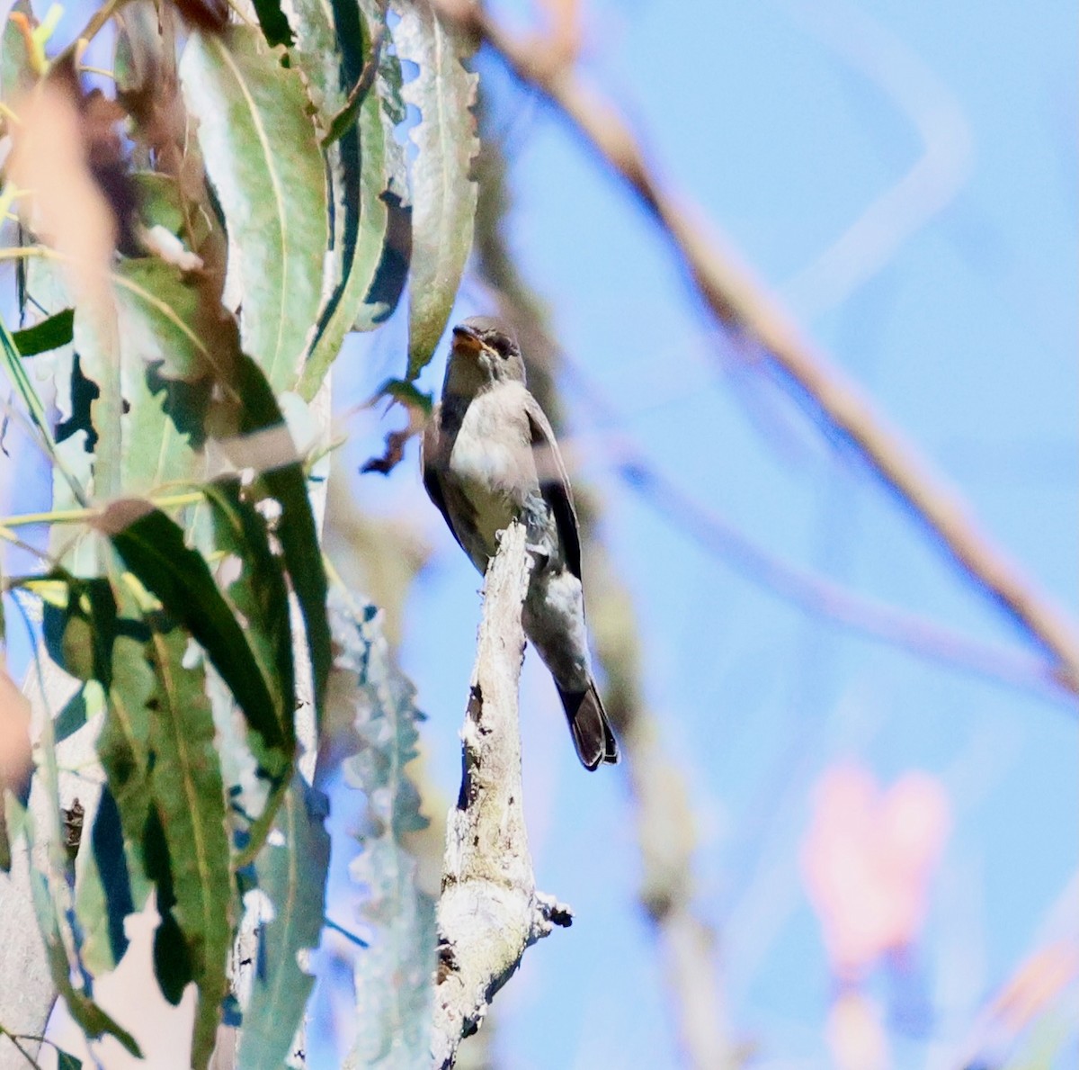 Olive-sided Flycatcher - ML641513149