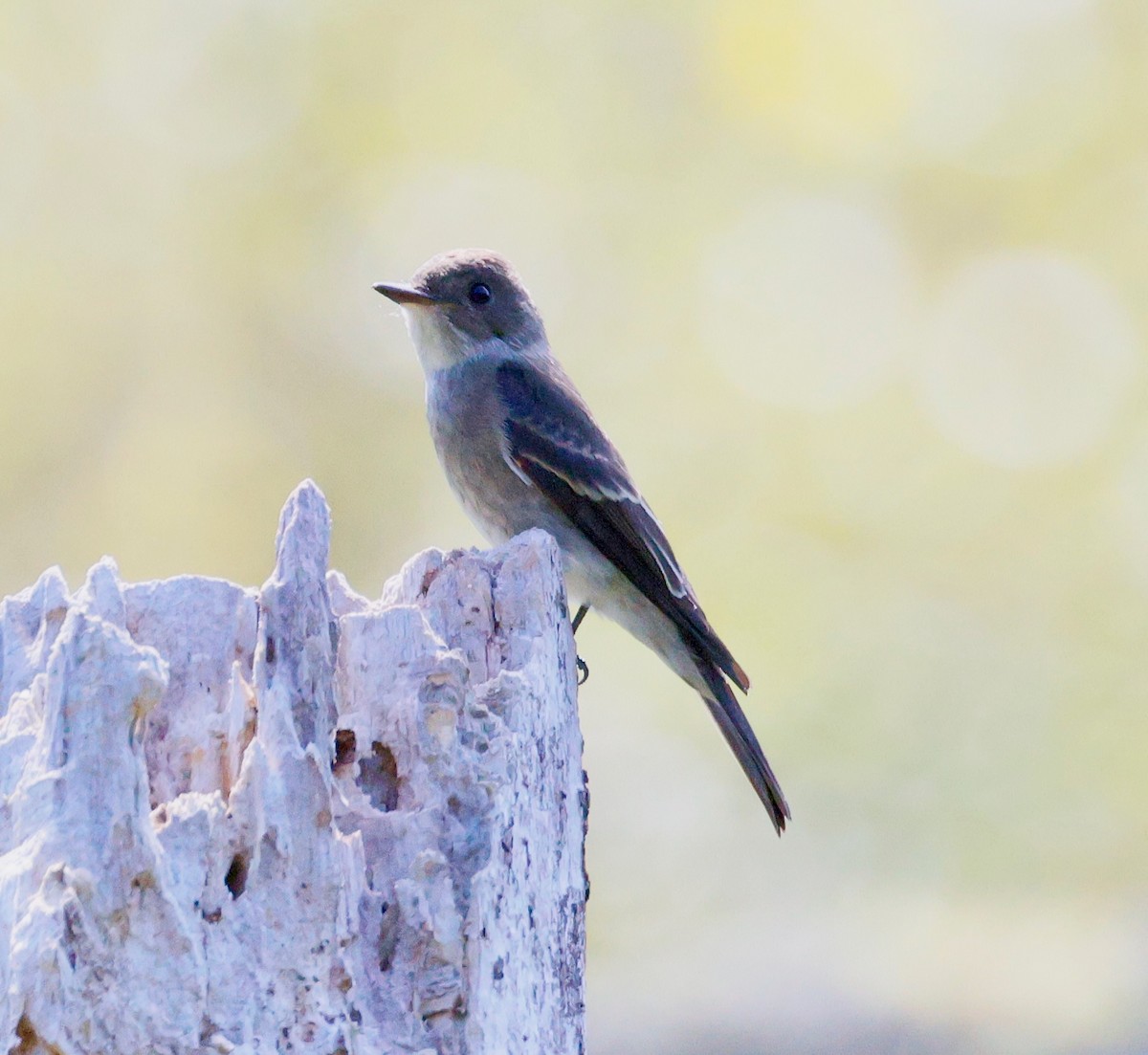 Western Wood-Pewee - ML641513157