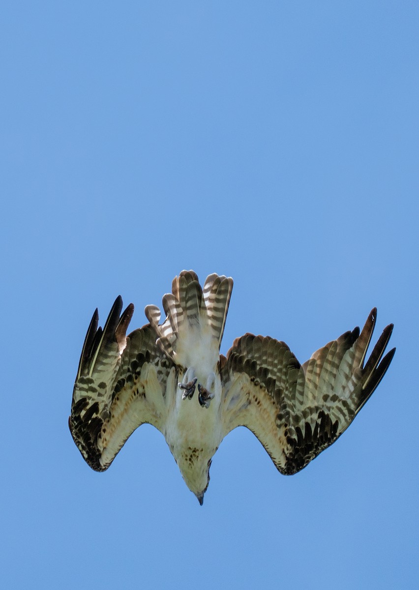 Osprey - ML641513174