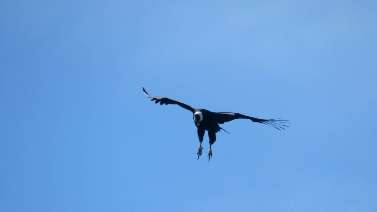 Andean Condor - ML641513197