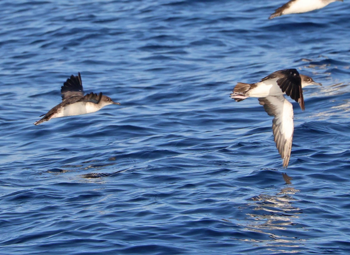 Black-vented Shearwater - ML641513243