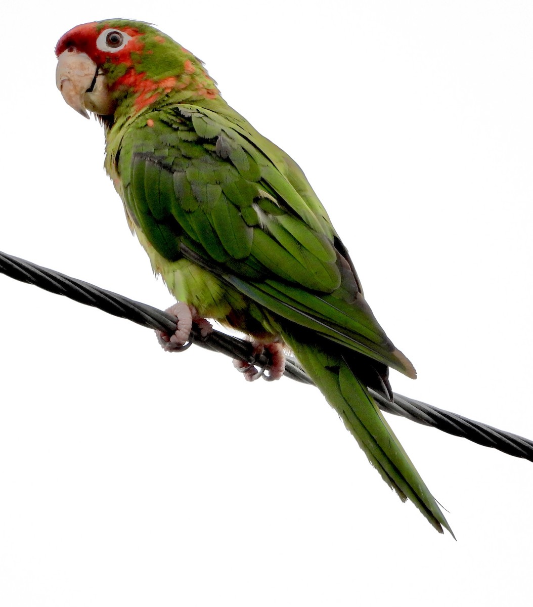 Mitred Parakeet - ML641513255