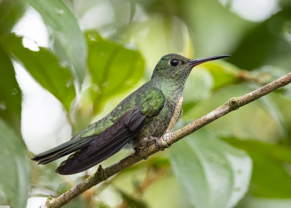 Scaly-breasted Hummingbird - ML641513258