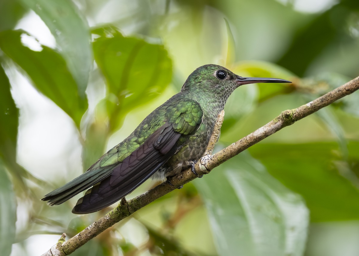 Scaly-breasted Hummingbird - ML641513259
