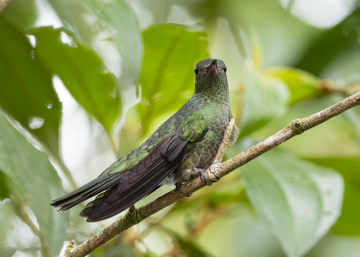 Scaly-breasted Hummingbird - ML641513260