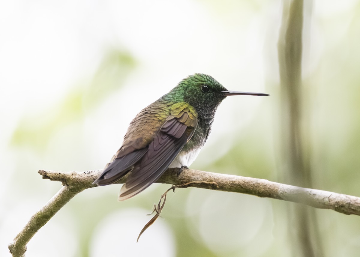Snowy-bellied Hummingbird - ML641513271