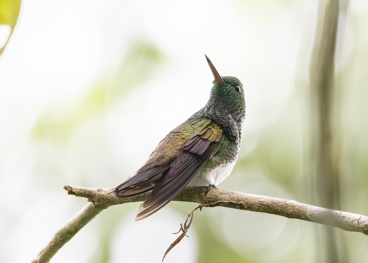 Snowy-bellied Hummingbird - ML641513272