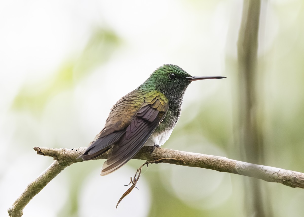 Snowy-bellied Hummingbird - ML641513273