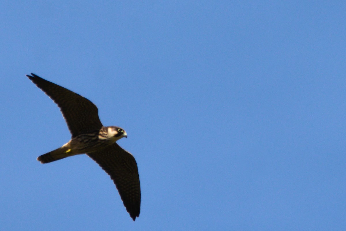 Eurasian Hobby - ML641513326