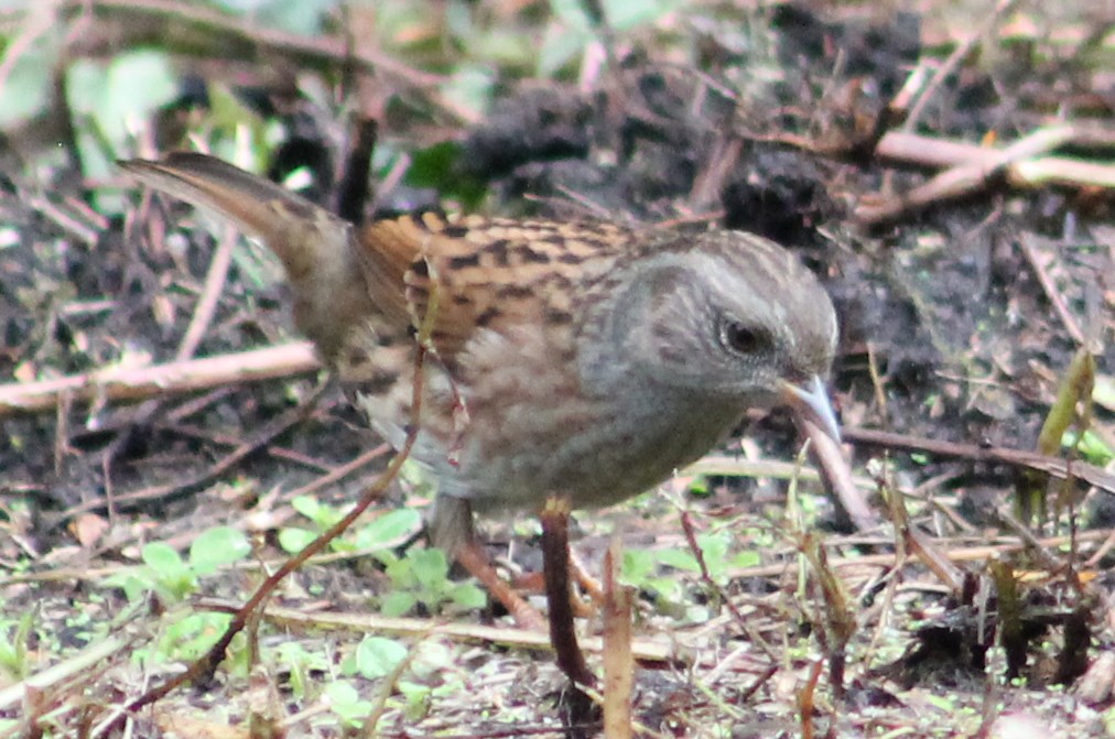 Dunnock - ML641513333
