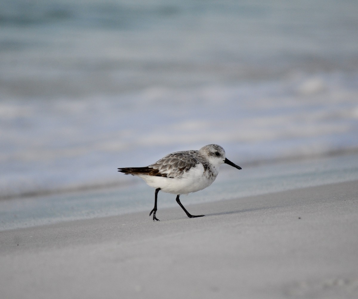 Sanderling - ML641513381