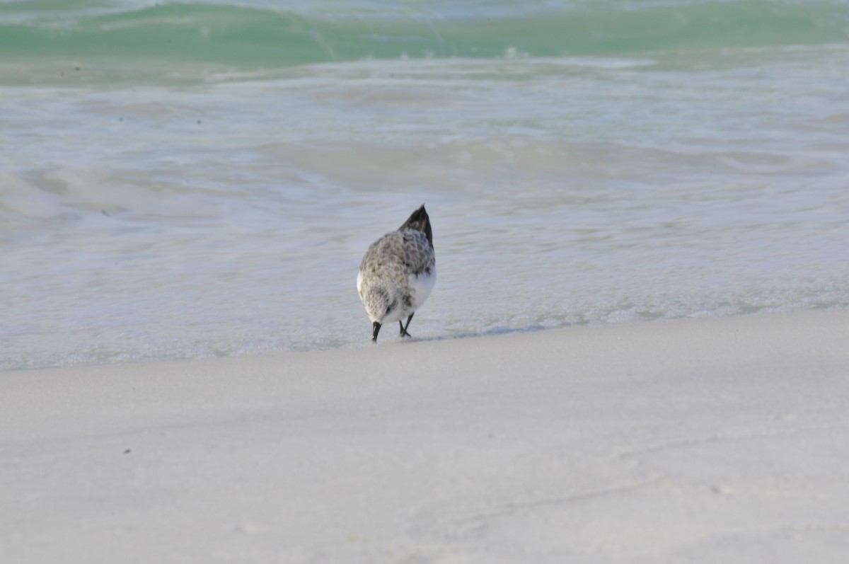 Sanderling - ML641513384