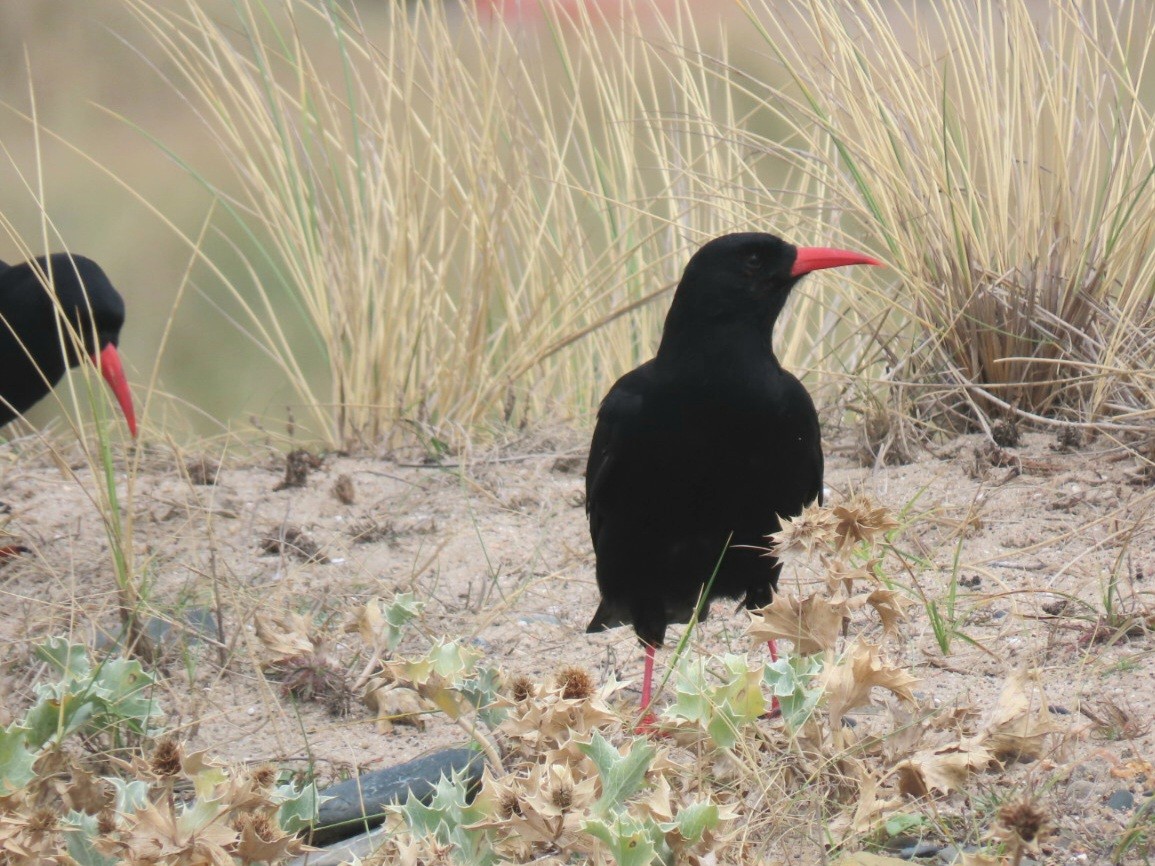 Chova Piquirroja - ML641513385