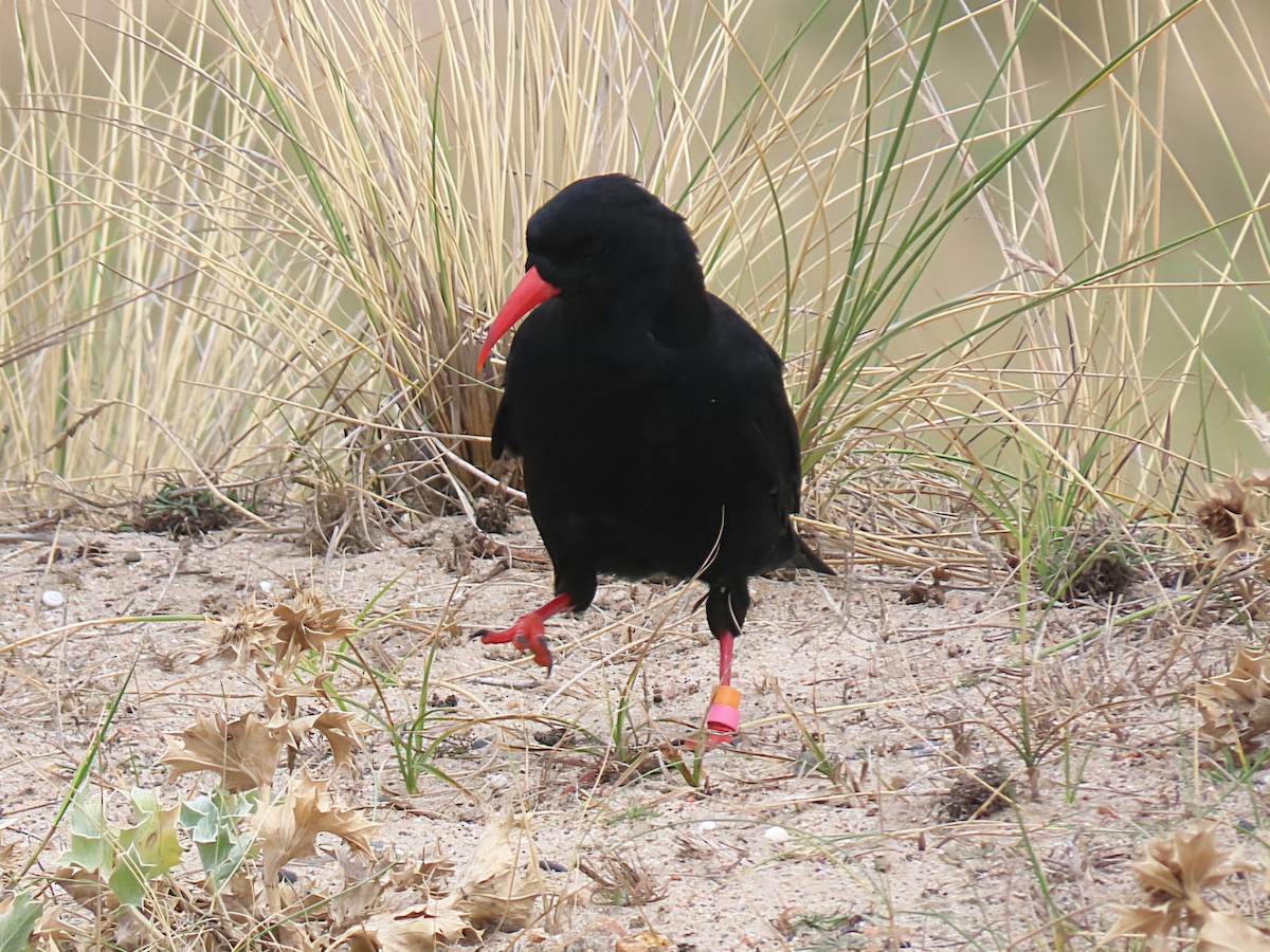 Chova Piquirroja - ML641513387