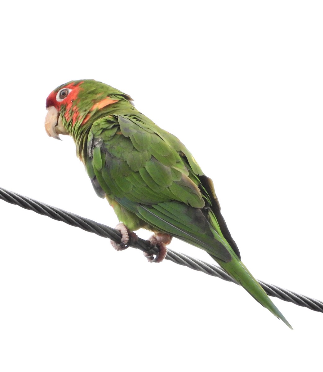 Mitred Parakeet - ML641513408