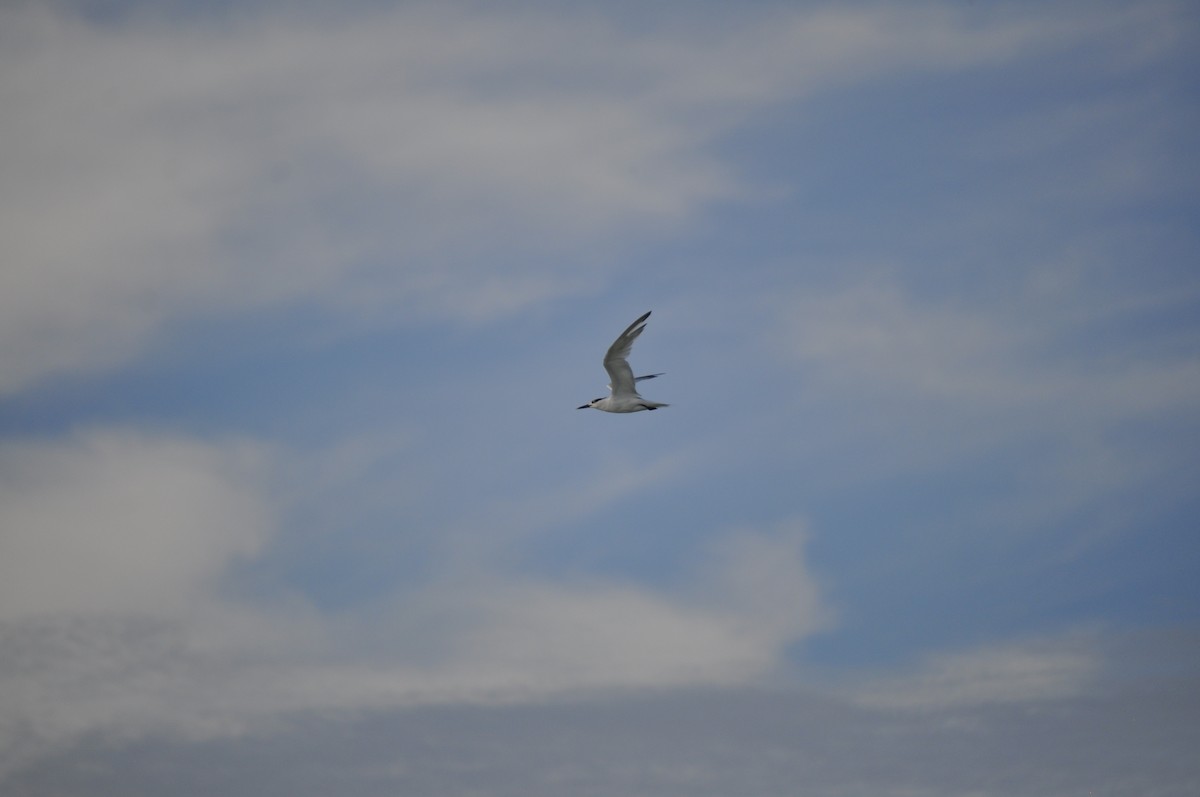 Sandwich Tern - ML641513416