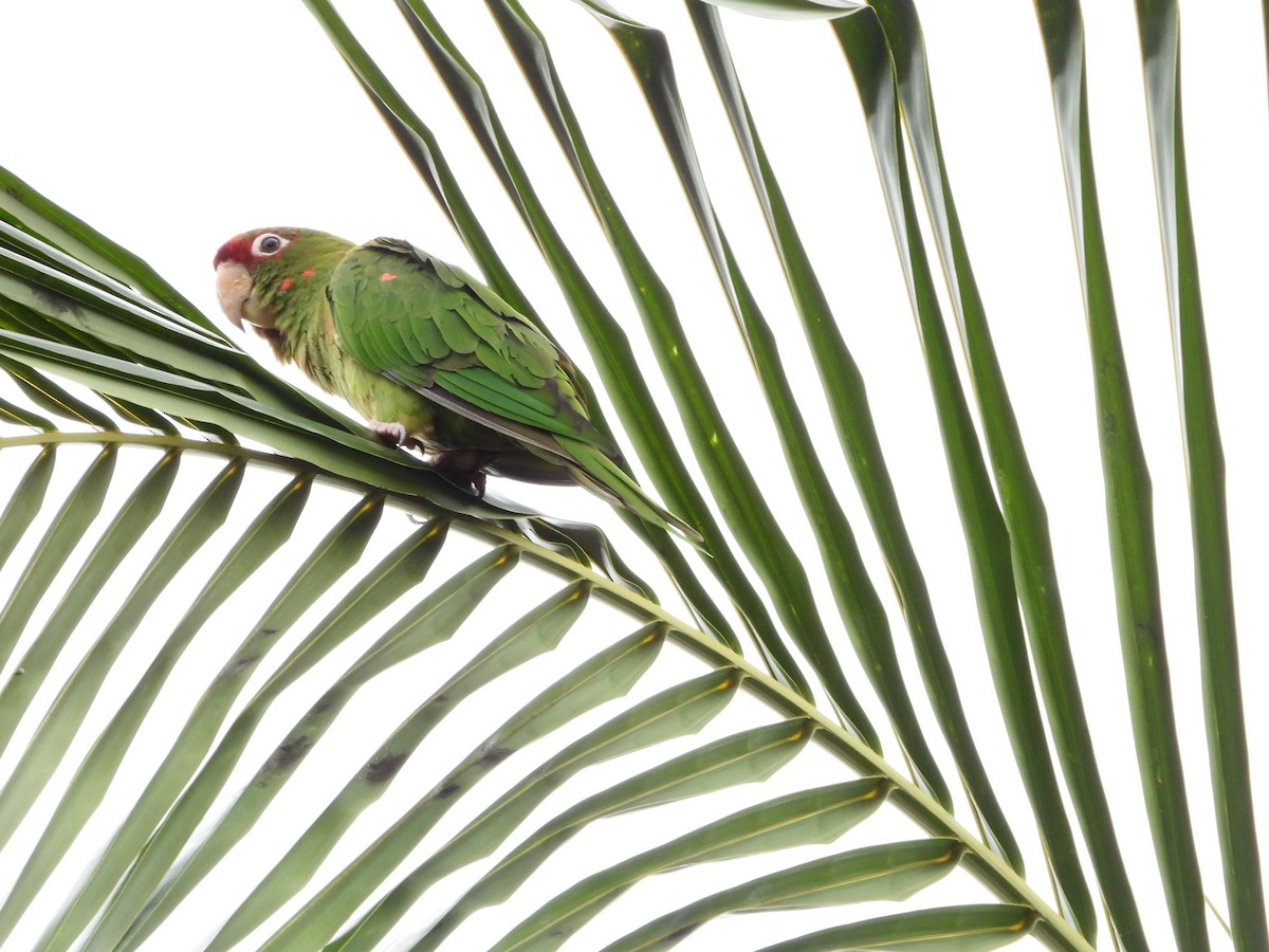 Mitred Parakeet - ML641513421