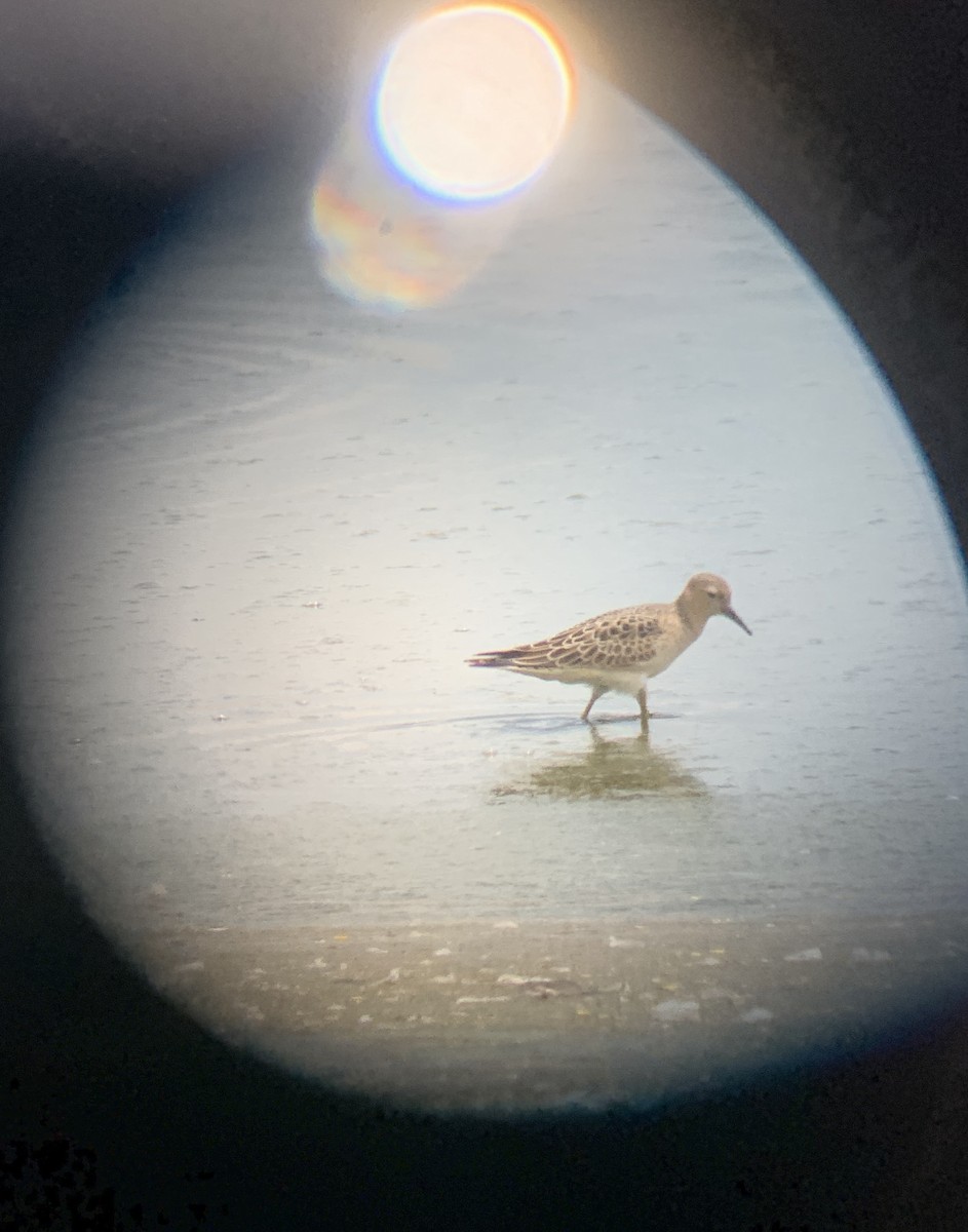 Buff-breasted Sandpiper - ML641513439