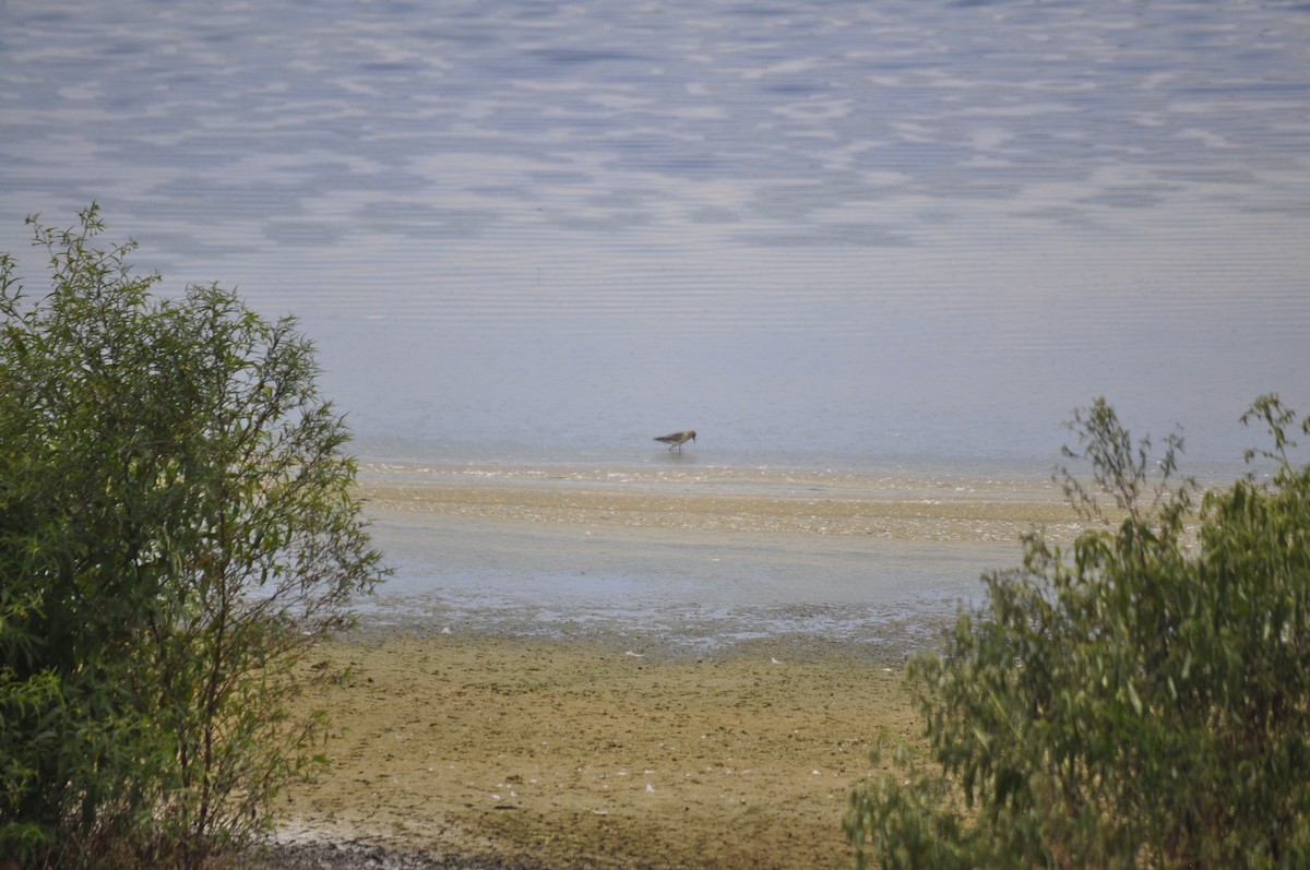 Buff-breasted Sandpiper - ML641513440