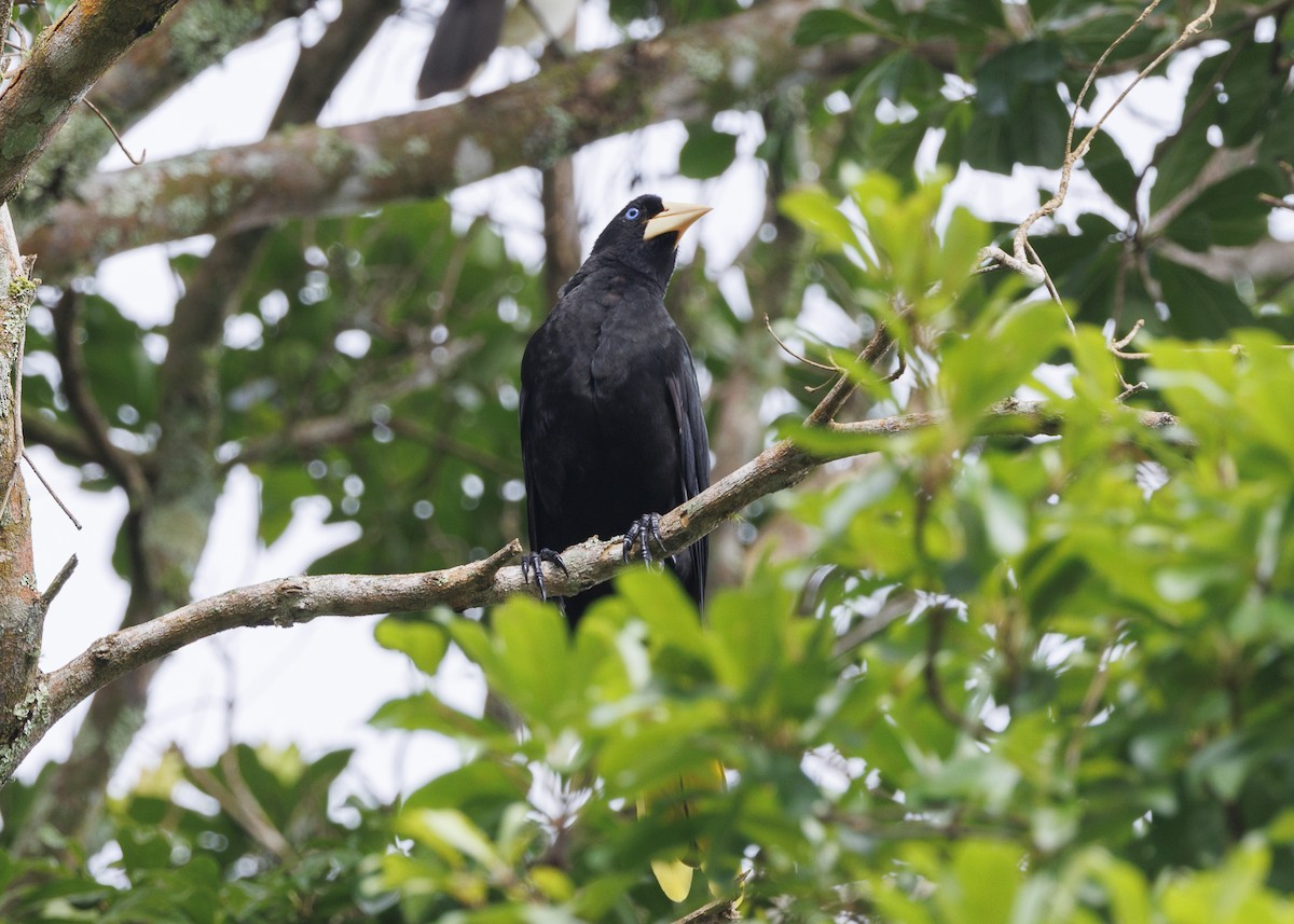 soldatoropendola - ML641513488
