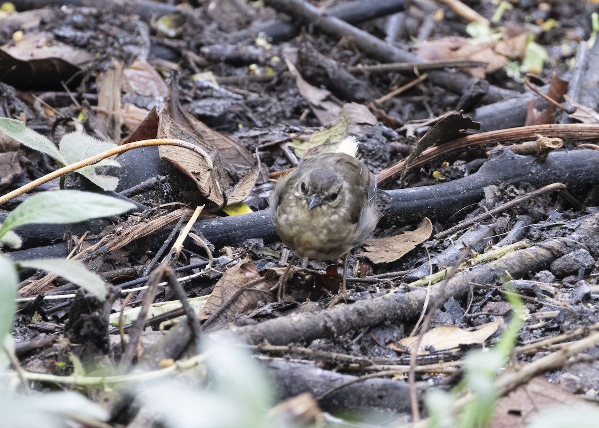 Buff-rumped Warbler - ML641513493