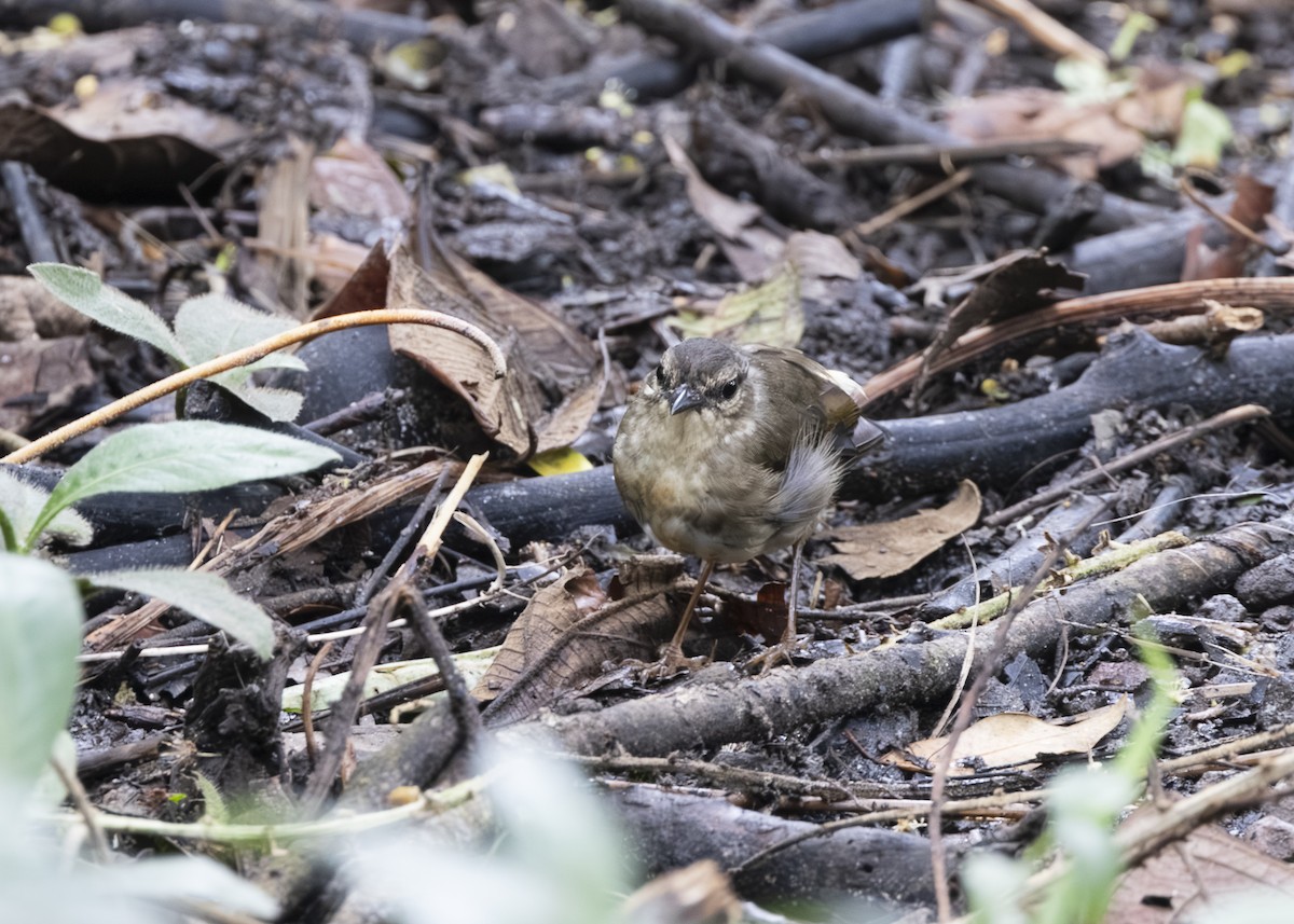 Buff-rumped Warbler - ML641513494