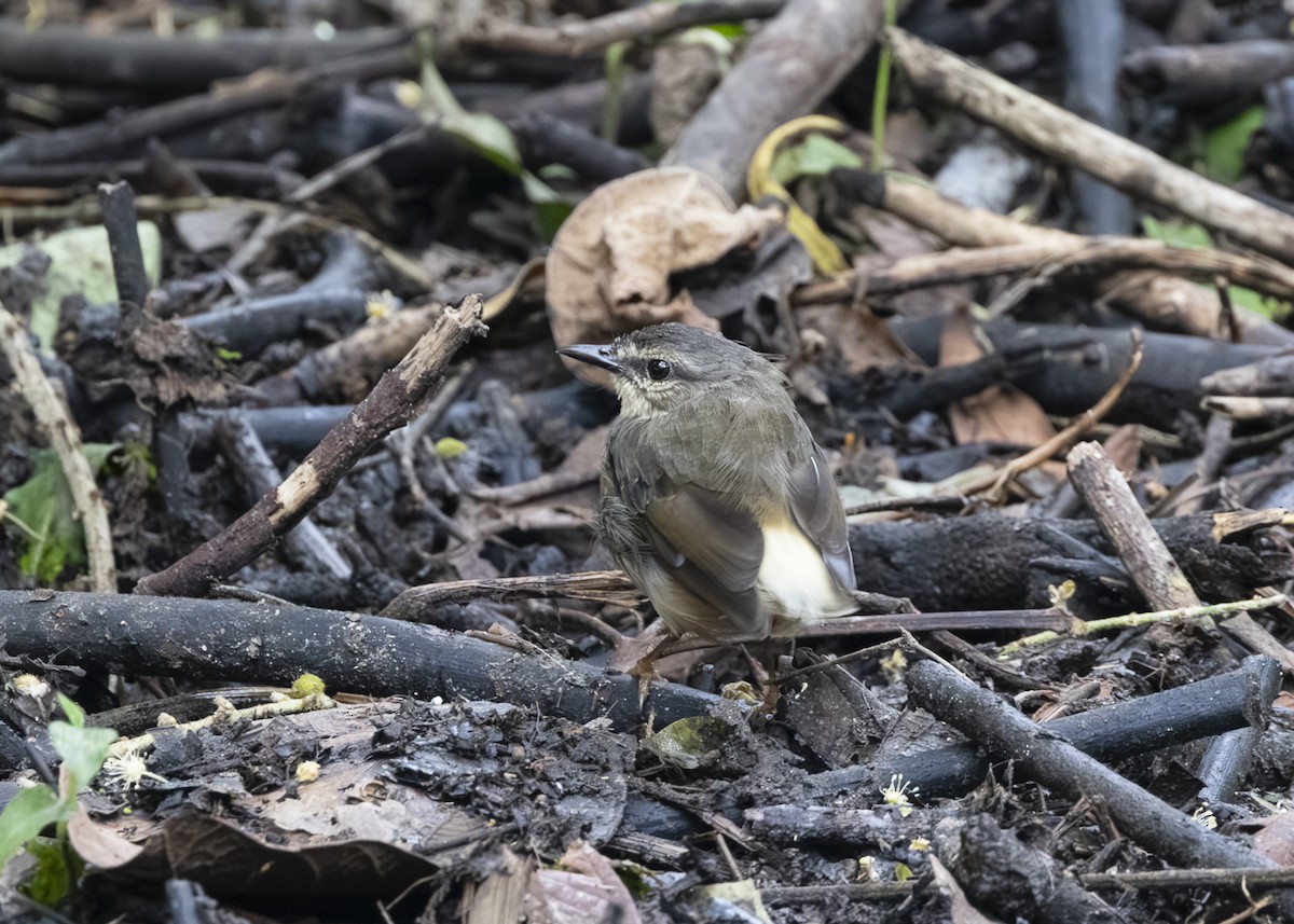 Buff-rumped Warbler - ML641513495